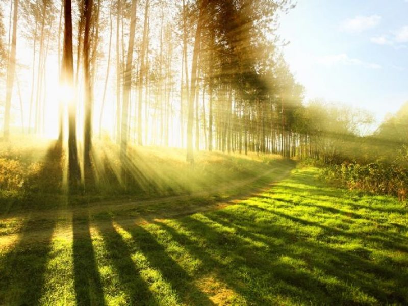 Čia gyvena miško aura